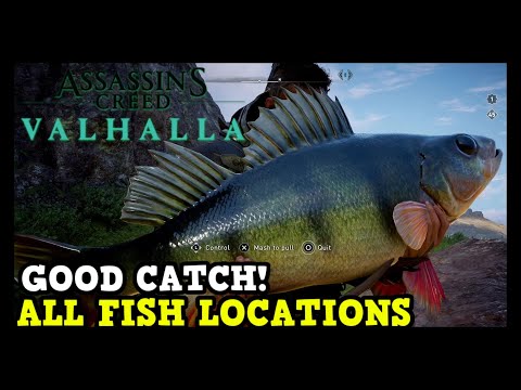 Assassin&#039;s Creed Valhalla All Fish Locations (Good Catch Trophy / Achievement Guide)