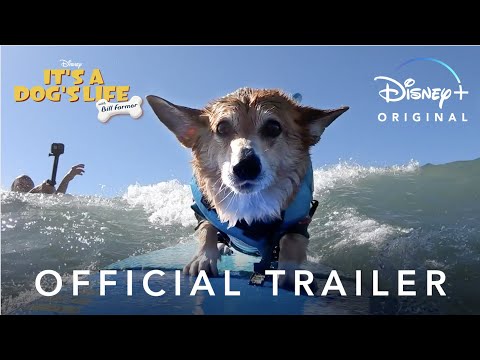 It’s A Dog’s Life | Official Trailer | Disney+
