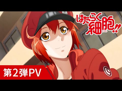 TVアニメ第2期「はたらく細胞!!」第2弾PV/2021年1月9日放送開始！