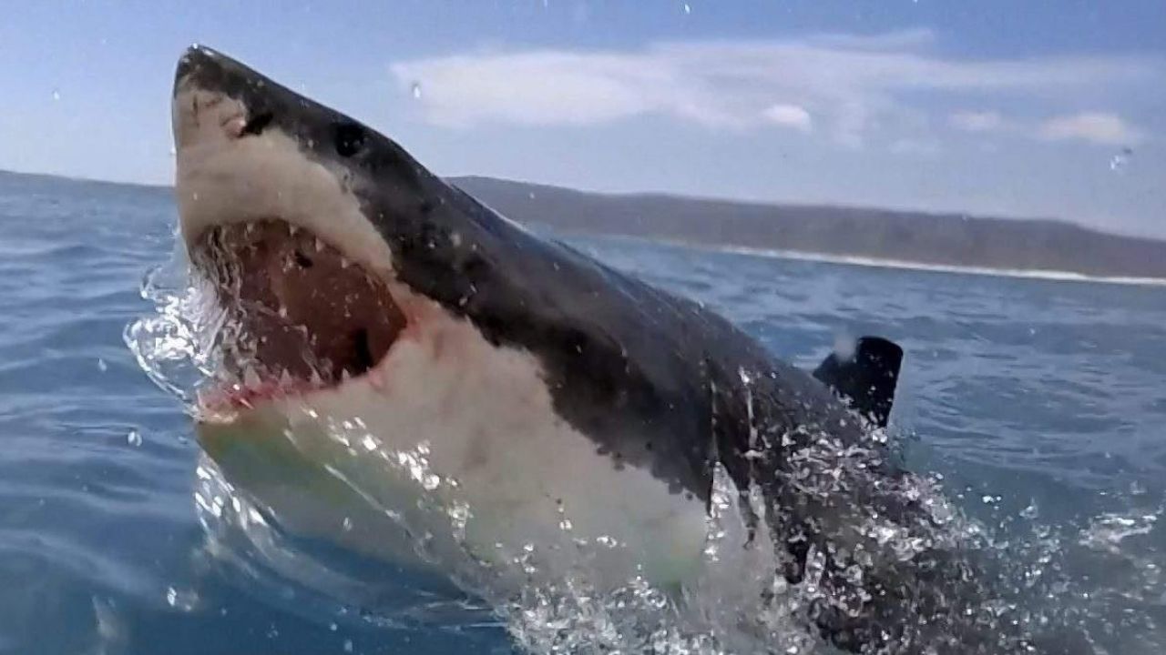 Shark Vs Surfer Review