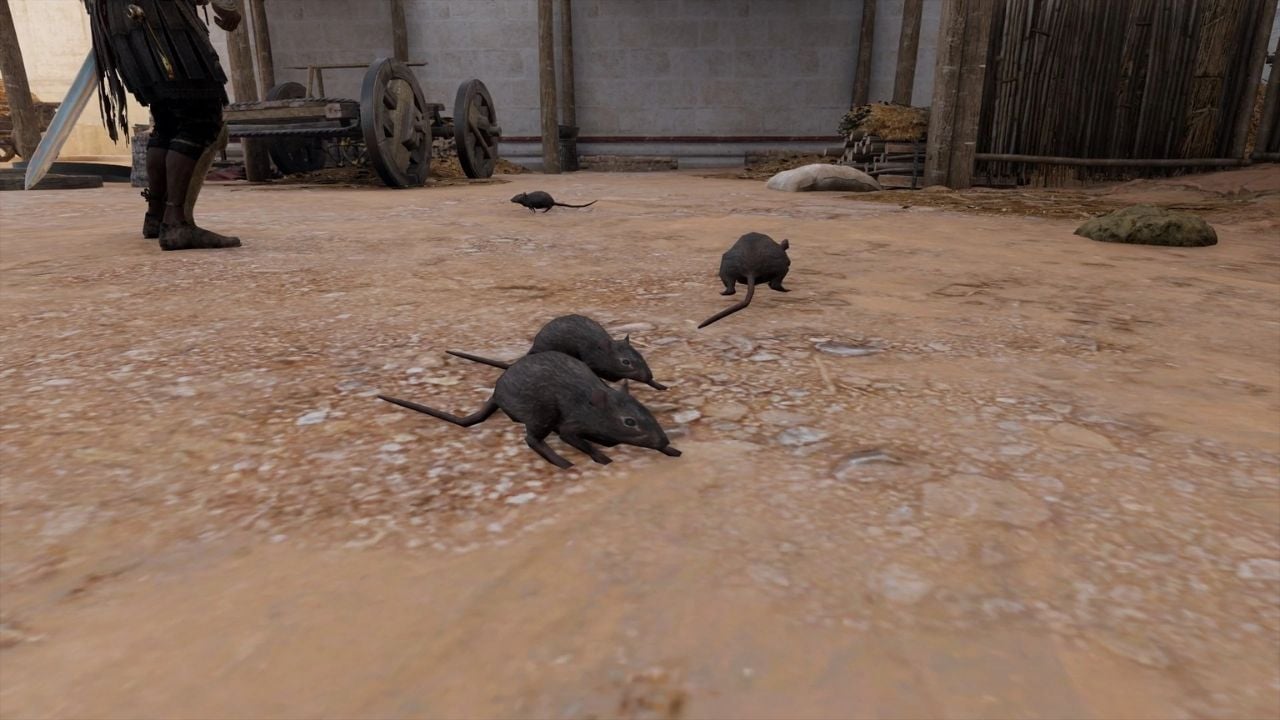 How to Get Rid of Rats in Assasin’s Creed Valhalla? cover