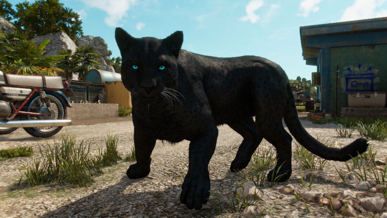 Far Cry 6: Oluso, den schwarzen Panther, freischalten ǀ Detailliertes Amigos-Guide-Cover