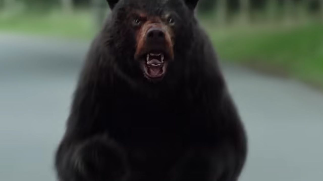 Drugged Bear erhält im neuen Teaser-Cover „Cocaine Bear“ verbesserte Superkräfte