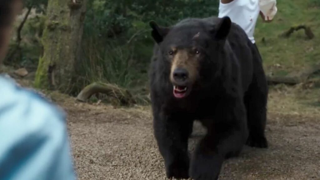 Was ist die wahre Geschichte hinter Cocaine Bear?