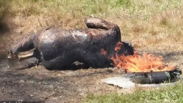 House of the Dragon Season 2 Leaks: A Bloody Dragon Massacre on the Set