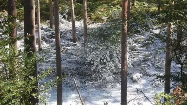 House of the Dragon Season 2 Leaks: A Bloody Dragon Massacre on the Set