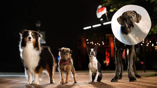 Explicación del final de Strays: ¿Reggie se venga de Dough?