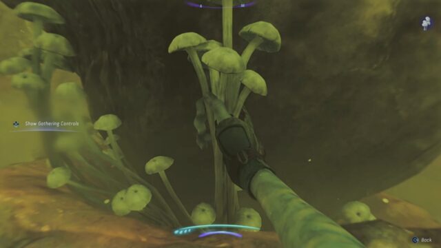 How to get Superior Radar Mushrooms in Avatar: FoP?