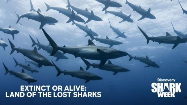 Regardez Shark Week 2025 sur HBO Max : guide de streaming